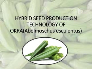 HYBRID SEED PRODUCTION
TECHNOLOGY OF
OKRA(Abelmoschus esculentus)
 