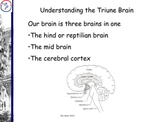 Understanding the Triune Brain Our brain is three brains in one The hind or reptilian brain The mid brain  The cerebral cortex 