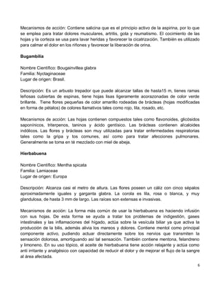 6
Mecanismos de acción: Contiene salicina que es el principio activo de la aspirina, por lo que
se emplea para tratar dolores musculares, artritis, gota y reumatismo. El cocimiento de las
hojas y la corteza se usa para lavar heridas y favorecer la cicatrización. También es utilizado
para calmar el dolor en los riñones y favorecer la liberación de orina.
Bugambilia
Nombre Científico: Bougainvillea glabra
Familia: Nyctaginaceae
Lugar de origen: Brasil.
Descripción: Es un arbusto trepador que puede alcanzar tallas de hasta15 m, tienes ramas
leñosas cubiertas de espinas, tiene hojas lisas ligeramente acorazonadas de color verde
brillante. Tiene flores pequeñas de color amarillo rodeadas de brácteas (hojas modificadas
en forma de pétalos) de colores llamativos tales como rojo, lila, rosado, etc.
Mecanismos de acción: Las hojas contienen compuestos tales como flavonoides, glicósidos
saponínicos, triterpenos, taninos y ácido gentísico. Las brácteas contienen alcaloides
indólicos. Las flores y brácteas son muy utilizadas para tratar enfermedades respiratorias
tales como la gripa y tos comunes, así como para tratar afecciones pulmonares.
Generalmente se toma en té mezclado con miel de abeja.
Hierbabuena
Nombre Científico: Mentha spicata
Familia: Lamiaceae
Lugar de origen: Europa
Descripción: Alcanza casi el metro de altura. Las flores poseen un cáliz con cinco sépalos
aproximadamente iguales y garganta glabra. La corola es lila, rosa o blanca, y muy
glandulosa, de hasta 3 mm de largo. Las raíces son extensas e invasivas.
Mecanismos de acción: La forma más común de usar la hierbabuena es haciendo infusión
con sus hojas. De esta forma se ayuda a tratar los problemas de indigestión, gases
intestinales y las inflamaciones del hígado, actúa sobre la vesícula biliar ya que activa la
producción de la bilis, además alivia los mareos y dolores. Contiene mentol como principal
componente activo, pudiendo actuar directamente sobre los nervios que transmiten la
sensación dolorosa, amortiguando así tal sensación. También contiene mentona, felandreno
y limoneno. En su uso tópico, el aceite de hierbabuena tiene acción relajante y actúa como
anti irritante y analgésico con capacidad de reducir el dolor y de mejorar el flujo de la sangre
al área afectada.
 