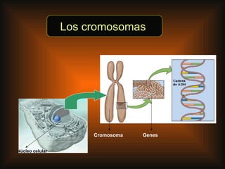 Los cromosomas   Núcleo celular Cromosoma Genes 