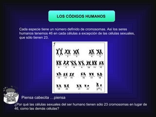 LOS CÓDIGOS HUMANOS  Cada especie tiene un número definido de cromosomas. Así los seres humanos tenemos 46 en cada células...