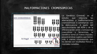 MALFORMACIONES CROMOSOMICAS
La Genética Criminal, es el
estudio que relaciona las
aberraciones o malformaciones
cromosómicas o cariotípicas con
la delincuencia. A partir del
descubrimiento del ADN y de la
diferenciación entre cromosomas
masculinos y femeninos, la
Genética toma un nuevo impulso,
encontrándose sujetos que tienen
más o menos cromosomas que
los demás con resultados físicos y
mentales notables.
 