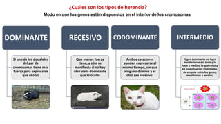 Codominante La Herencia.pdf