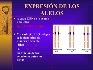 EXPRESIÓN DE LOS ALELOS A cada GEN se le asigna una letra  Gen A :   color de ojos Y a cada ALELO del gen se le denomina de manera diferente Bien  A 1   A 2 o   A  a en función de las relaciones entre los alelos 
