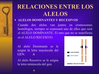 RELACIONES ENTRE LOS ALELOS ALELOS DOMINANTES Y RECESIVOS Cuando dos alelos van juntos en cromosomas homólogos, siempre se expresará uno de ellos que será el ALELO DOMINANTE. El otro que no se manifiesta es el ALELO RECESIVO. Al alelo Dominante se le asigna la letra mayúscula del GEN.  A Al alelo Recesivo se le asigna la letra minúscula del gen. a 