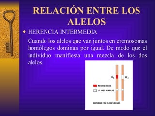 RELACIÓN ENTRE LOS ALELOS HERENCIA INTERMEDIA Cuando los alelos que van juntos en cromosomas homólogos dominan por igual. De modo que el individuo manifiesta una mezcla de los dos alelos 