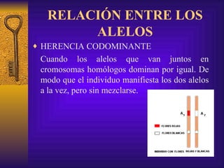 HERENCIA CODOMINANTE Cuando los alelos que van juntos en cromosomas homólogos dominan por igual. De modo que el individuo manifiesta los dos alelos a la vez, pero sin mezclarse. RELACIÓN ENTRE LOS ALELOS 