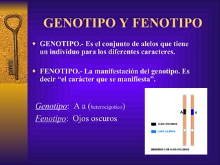GENOTIPO Y FENOTIPO GENOTIPO.- Es el conjunto de alelos que tiene un individuo para los diferentes caracteres. FENOTIPO.- La manifestación del genotipo. Es decir “el carácter que se manifiesta”. Genotipo :  A a ( heterocigotico ) Fenotipo :  Ojos oscuros 