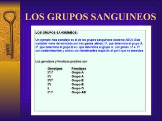 LOS GRUPOS SANGUINEOS 