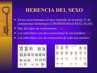 HERENCIA DEL SEXO En los seres humanos el sexo depende de la pareja 23 de cromosomas homólogos (CROMOSOMAS SEXUALES) Hay dos tipos de cromosomas:  X  e  Y Los individuos con dos cromosomas X son hembras:  XX Los individuos con un cromosoma de cada son machos:  XY 