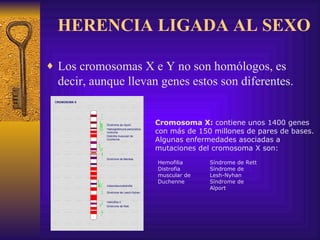 HERENCIA LIGADA AL SEXO Los cromosomas X e Y no son homólogos, es decir, aunque llevan genes estos son diferentes. Cromosoma X:  contiene unos 1400 genes con más de 150 millones de pares de bases. Algunas enfermedades asociadas a mutaciones del cromosoma X son: Hemofilia Distrofia muscular de Duchenne Síndrome de Rett Síndrome de Lesh-Nyhan  Síndrome de Alport 