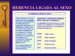 HERENCIA LIGADA AL SEXO 