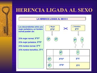 HERENCIA LIGADA AL SEXO 