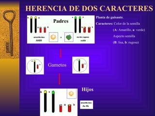 HERENCIA DE DOS CARACTERES Gametos Hijos Planta de guisante .  Caracteres:  Color de la semilla    ( A : Amarillo,  a : verde)   Aspecto semilla   ( B : lisa,  b : rugosa) Padres 