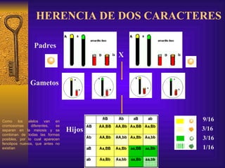 HERENCIA DE DOS CARACTERES X Padres Gametos Hijos Como los alelos van en cromosomas diferentes, se separan en la meiosis y se combinan de todas las formas posibles, por lo cual aparecen fenotipos nuevos, que antes no existían 9/16 3/16 3/16 1/16 