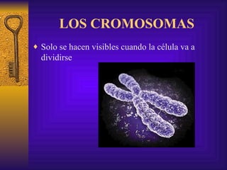 LOS CROMOSOMAS Solo se hacen visibles cuando la célula va a dividirse                                                                                                       