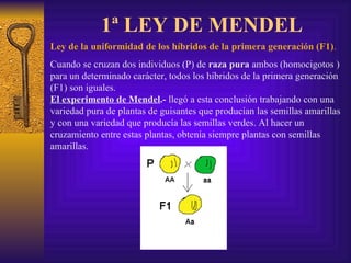 1ª LEY DE MENDEL Ley de la uniformidad de los híbridos de la primera generación (F1) .   Cuando se cruzan dos individuos (P) de  raza pura  ambos (homocigotos ) para un determinado carácter, todos los híbridos de la primera generación (F1) son iguales.  El experimento de Mendel .-  llegó a esta conclusión trabajando con una variedad pura de plantas de guisantes que producían las semillas amarillas y con una variedad que producía las semillas verdes. Al hacer un cruzamiento entre estas plantas, obtenía siempre plantas con semillas amarillas. 