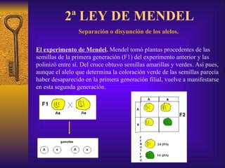 2ª LEY DE MENDEL Separación o disyunción de los alelos.   El experimento de Mendel .  Mendel tomó plantas procedentes de las semillas de la primera generación (F1) del experimento anterior y las polinizó entre sí. Del cruce obtuvo semillas amarillas y verdes. Así pues, aunque el alelo que determina la coloración verde de las semillas parecía haber desaparecido en la primera generación filial, vuelve a manifestarse en esta segunda generación.  