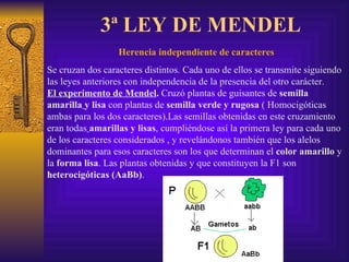 3ª LEY DE MENDEL Herencia independiente de caracteres Se cruzan dos caracteres distintos. Cada uno de ellos se transmite siguiendo las leyes anteriores con independencia de la presencia del otro carácter.  El experimento de Mendel .  Cruzó plantas de guisantes de  semilla amarilla   y lisa  con plantas de  semilla verde y rugosa  ( Homocigóticas ambas para los dos caracteres).Las semillas obtenidas en este cruzamiento eran todas   amarillas y lisas , cumpliéndose así la primera ley para cada uno de los caracteres considerados , y revelándonos también que los alelos dominantes para esos caracteres son los que determinan el  color amarillo  y la  forma lisa . Las plantas obtenidas y que constituyen la F1 son  heterocigóticas   (AaBb) . 
