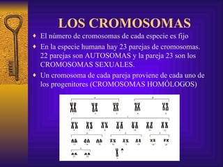LOS CROMOSOMAS El número de cromosomas de cada especie es fijo En la especie humana hay 23 parejas de cromosomas. 22 parejas son AUTOSOMAS y la pareja 23 son los CROMOSOMAS SEXUALES. Un cromosoma de cada pareja proviene de cada uno de los progenitores (CROMOSOMAS HOMÓLOGOS) 