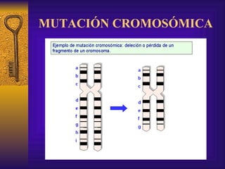 MUTACIÓN CROMOSÓMICA 