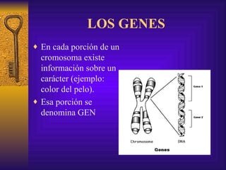 LOS GENES En cada porción de un cromosoma existe información sobre un carácter (ejemplo: color del pelo).  Esa porción se denomina GEN 