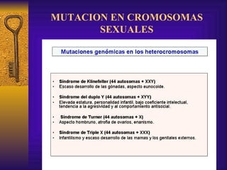 MUTACION EN CROMOSOMAS SEXUALES 