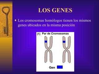LOS GENES Los cromosomas homólogos tienen los mismos genes ubicados en la misma posición 