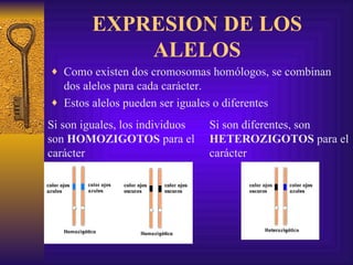 EXPRESION DE LOS ALELOS Como existen dos cromosomas homólogos, se combinan dos alelos para cada carácter. Estos alelos pueden ser iguales o diferentes Si son iguales, los individuos son  HOMOZIGOTOS  para el carácter Si son diferentes, son  HETEROZIGOTOS  para el carácter 