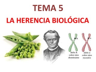 TEMA 5 LA HERENCIA BIOLÓGICA 