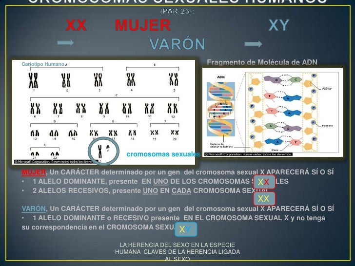 La herencia ligada al sexo