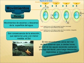 Estudio y Compresión de la Sociedad
Movimientos
Mareas
Movimientos de ascenso y descenso
de la superficie del agua.
Son consecuencia de la atracción,
que ejerce la Luna y en menor
medida el Sol.
Si nos encontramos cerca del mar
es fácil observar que, a ciertas horas,
el nivel de las aguas asciende cubriendo
una faja del litoral, para luego descender
dejándolas al descubierto.
 