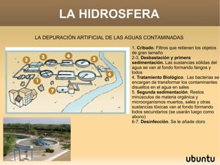 LA HIDROSFERA LA DEPURACIÓN ARTIFICIAL DE LAS AGUAS CONTAMINADAS 1.  Cribado . Filtros que retienen los objetos de gran tamaño 2-3.  Desbastación y primera sedimentación.  Las sustancias sólidas del agua se van al fondo formando fangos y lodos 4.  Tratamiento Biológico .  Las bacterias se encargan de transformar los contaminantes disueltos en el agua en sales 5.  Segunda sedimentación . Restos minúsculos de materia orgánica y microorganismos muertos, sales y otras sustancias tóxicas van al fondo formando lodos secundarios (se usarán luego como abono) 6-7.  Desinfección . Se le añade cloro 
