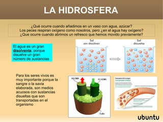 LA HIDROSFERA ¿Qué ocurre cuando añadimos en un vaso con agua, azúcar? Los peces respiran oxígeno como nosotros, pero ¿en el agua hay oxígeno? ¿Que ocurre cuando abrimos un refresco que hemos movido previamente? El agua es un gran  disolvente , porque disuelve un gran número de sustancias Para los seres vivos es muy importante porque la sangre o la savia elaborada, son medios acuosos con sustancias disueltas que son transportadas en el organismo 