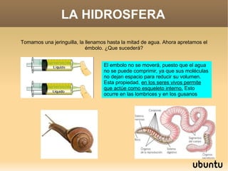 LA HIDROSFERA Tomamos una jeringuilla, la llenamos hasta la mitad de agua. Ahora apretamos el émbolo. ¿Que sucederá? El embolo no se moverá, puesto que el agua no se puede comprimir, ya que sus moléculas no dejan espacio para reducir su volumen.  Esta propiedad,  en los seres vivos permite que actúe como esqueleto interno.  Esto ocurre en las lombrices y en los gusanos 