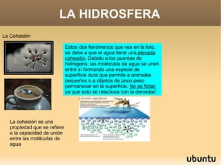 LA HIDROSFERA La Cohesión  Estos dos fenómenos que ves en la foto, se debe a que el agua tiene una  elevada cohesión . Debido a los puentes de hidrógeno, las moléculas de agua se unen entre sí formando una especie de superficie dura que permite a animales pequeños o a objetos de poco peso permanecer en la superficie.  No es flotar,  ya que esto se relaciona con la densidad La cohesión es una propiedad que se refiere a la capacidad de unión entre las moléculas de agua 