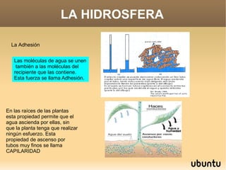 LA HIDROSFERA La Adhesión Las moléculas de agua se unen  también a las moléculas del recipiente que las contiene. Esta fuerza se llama Adhesión. En las raíces de las plantas esta propiedad permite que el agua ascienda por ellas, sin que la planta tenga que realizar ningún esfuerzo. Esta propiedad de ascenso por tubos muy finos se llama CAPILARIDAD 