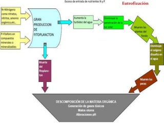 Eutrofización

 