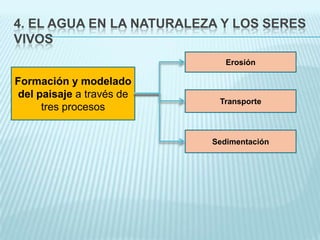 4. EL AGUA EN LA NATURALEZA Y LOS SERES
VIVOS
Erosión

Formación y modelado
del paisaje a través de
tres procesos

Transporte

Sedimentación

 