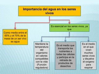 Importancia del agua en los seres
vivos

Es esencial en los seres vivos, ya
que
Como media entre el
65% y el 70% de la
masa de un ser vivo
es agua

Mantiene la
temperatura
del
organismo
en valores
compatibles
con la vida
(Función
reguladora)

Es el medio que
transporta los
nutrientes a
todas las células
y participa en la
retirada de
productos de
desechos

Es el medio
en el que
viven
muchos
seres vivos
y disuelve
el oxígeno
para
respirar

 