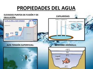 PROPIEDADES DEL AGUA
ELEVADOS PUNTOS DE FUSIÓN Y DE
EBULLICIÓN:
CAPILARIDAD:
ALTA TENSIÓN SUPERFICIAL: DENSIDAD ANÓMALA:
 