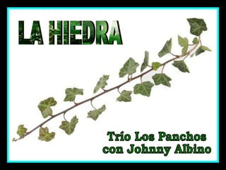 LA HIEDRA Trío Los Panchos con Johnny Albino 