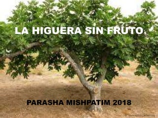 LA HIGUERA SIN FRUTO
PARASHA MISHPATIM 2018
 