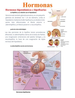 La hipófisis y su relación con el hipotálamo
punto de vista embriológico
La adenohipófisis secreta seis hormonas
Hormonas
Hormonas hipotalámicas e hipofisarias
Denominada también glándula pituitaria, es una pequeña
glándula de alrededor de 1 cm de diámetro, unida al
hipotálamo mediante el tallo hipofisario y se divide en dos
partes bien diferenciadas: el lóbulo anterior o
adenohipófisis y el lóbulo posterior o neurohipófisis.
Las dos porciones de la hipófisis tienen procedencias
diferentes: la adenohipófisis deriva de la bolsa de Rathke,
una invaginación embrionaria del epitelio faríngeo, y la
neurohipófisis lo hace de una evaginación de tejido
nervioso del hipotálamo.
 