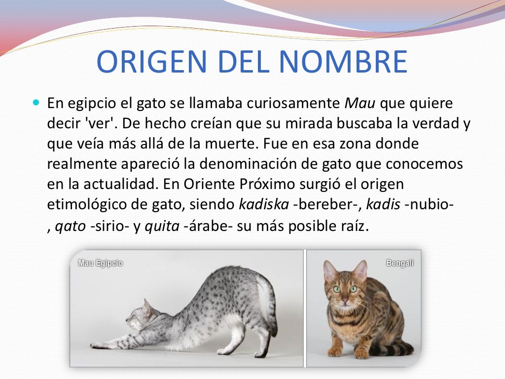 La historia del gato