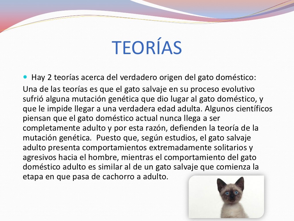 La historia del gato