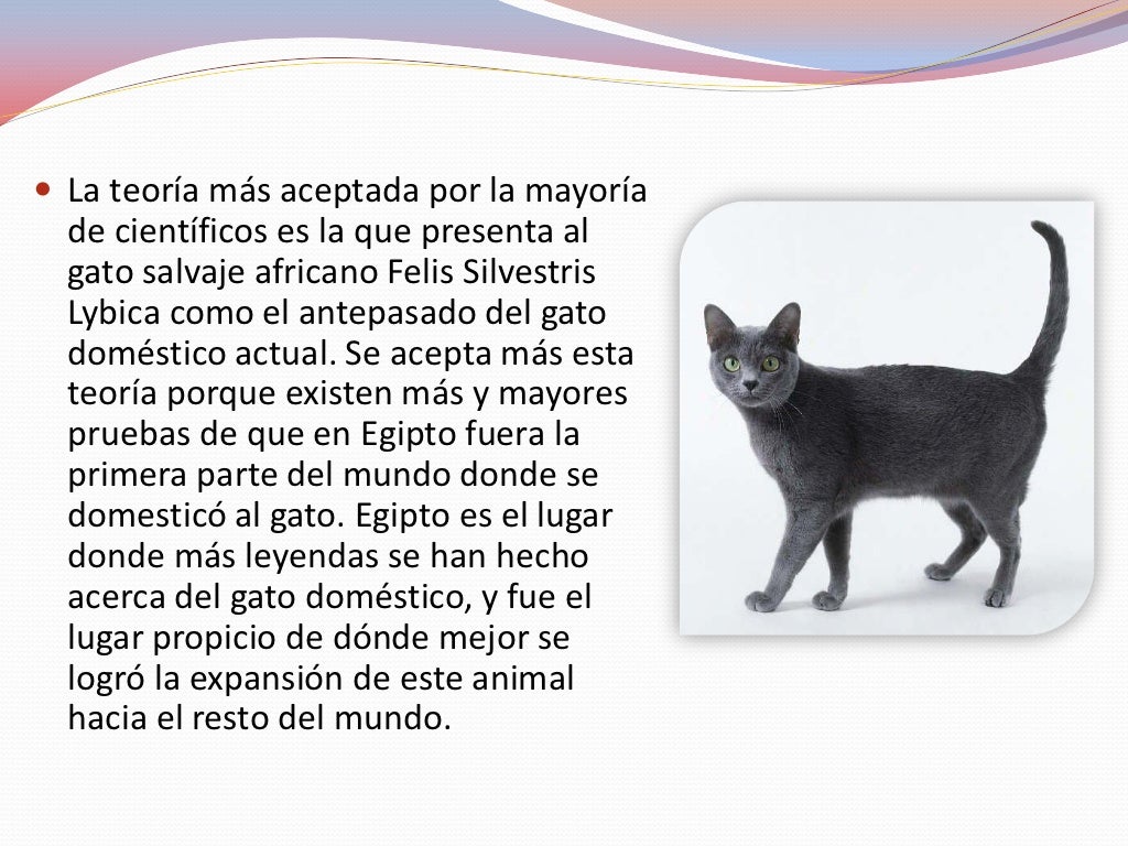 La historia del gato
