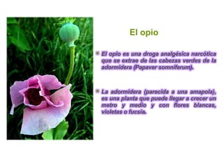 El opio

   El opio es una droga analgésica narcótica
    que se extrae de las cabezas verdes de la
    adormidera (Papaver somníferum).



   La adormidera (parecida a una amapola),
    es una planta que puede llegar a crecer un
    metro y medio y con flores blancas,
    violetas o fucsia.
 