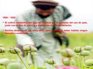 1800 – 1820

   El cultivo doméstico del oipo se estimula por el aumento del uso de opio,
    junto con el alza de precios y problemas con la adulteración.

   Declina después de los años 1820, pero parece no haber habido ningún
    llamado a controlarlo.
 