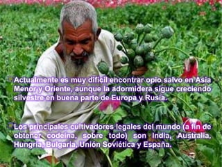  Actualmente es muy difícil encontrar opio salvo en Asia
 Menor y Oriente, aunque la adormidera sigue creciendo
 silvestre en buena parte de Europa y Rusia.


 Los principales cultivadores legales del mundo (a fin de
 obtener codeína, sobre todo) son India, Australia,
 Hungría, Bulgaria, Unión Soviética y España.
 